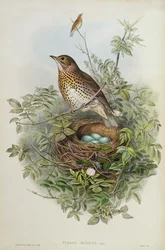 ツグミ、1873年（トイレ、紙に鉛筆）